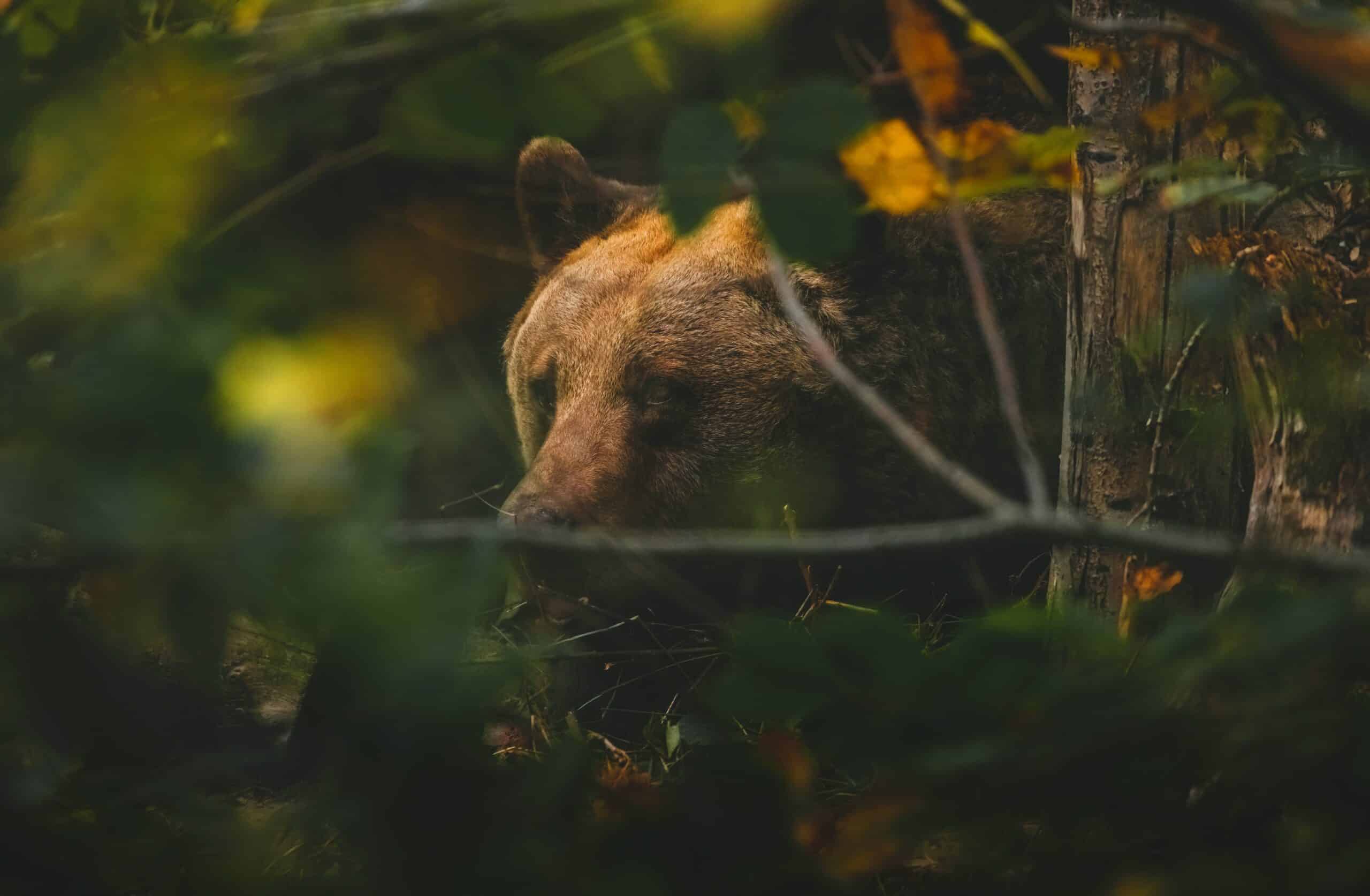 grizzly bear