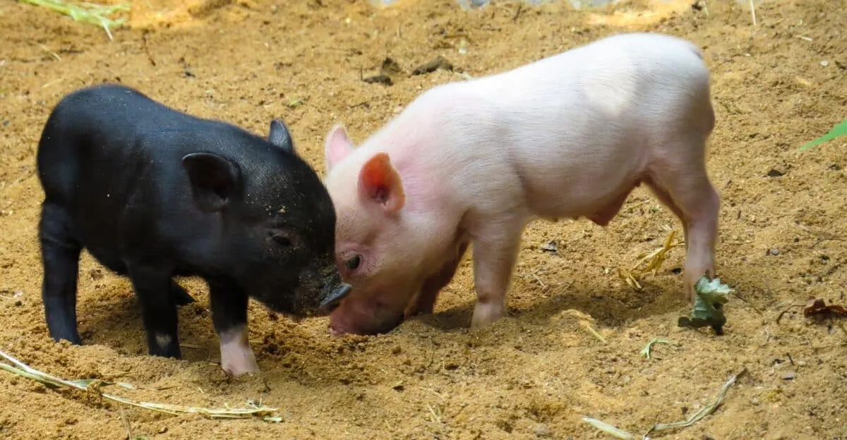 Black and pink piglet