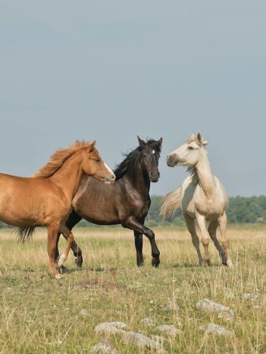 The Origin of Horses Dates Back 50 Million Years Ago