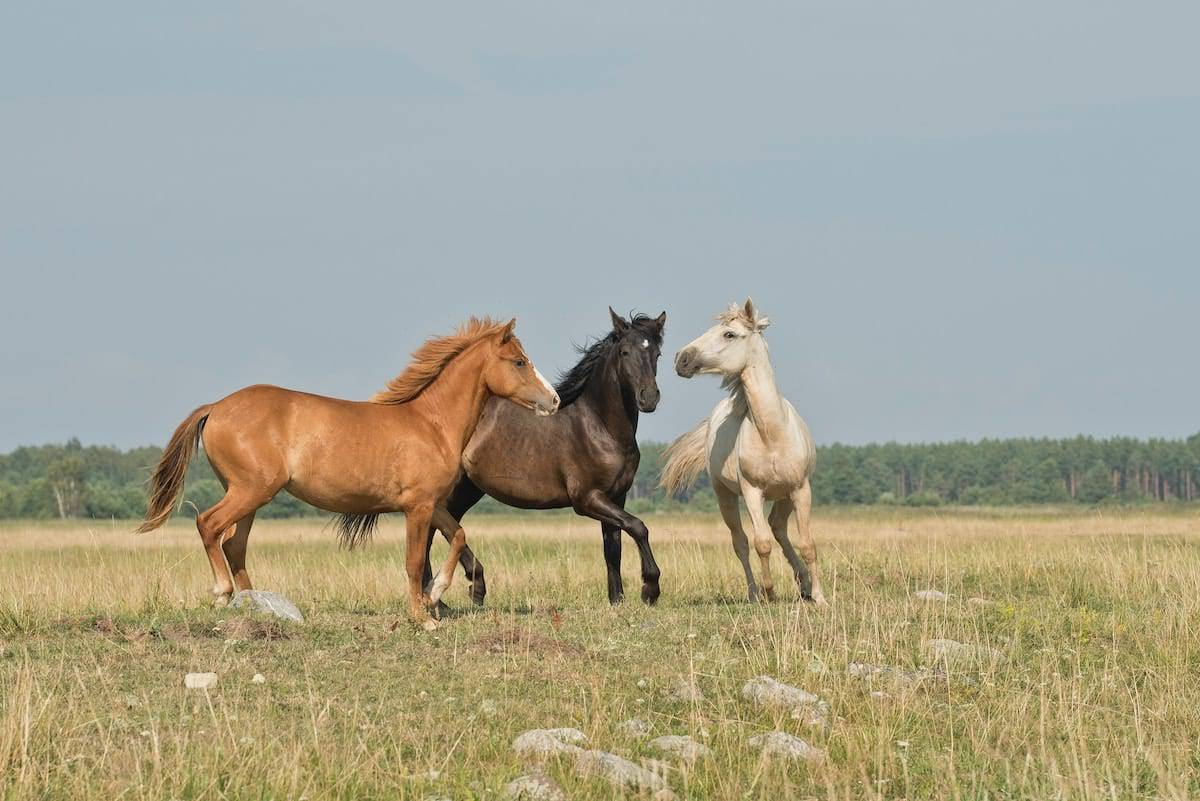 horse joins race