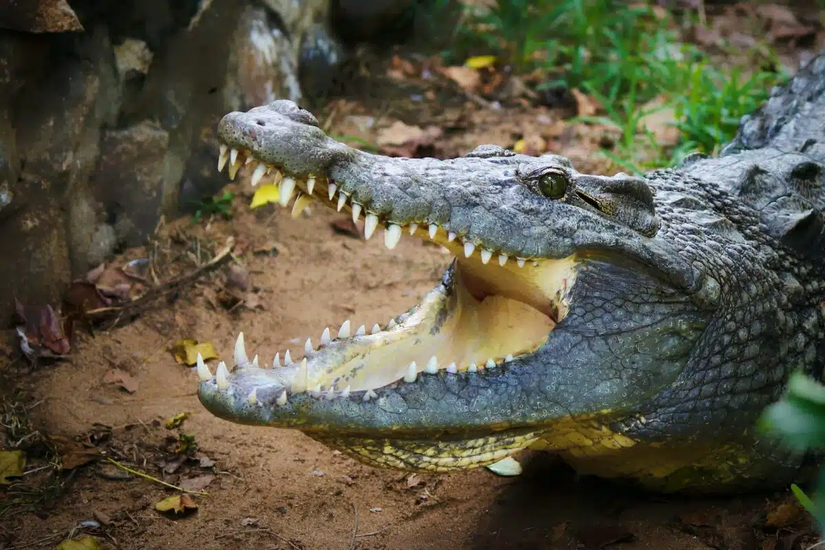 Girl pets giant crocodile
