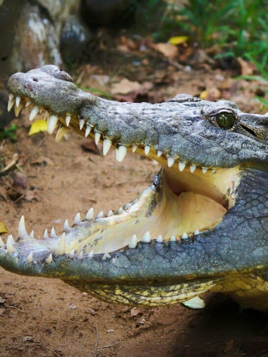 Watch: Girl Petting A Giant Crocodile