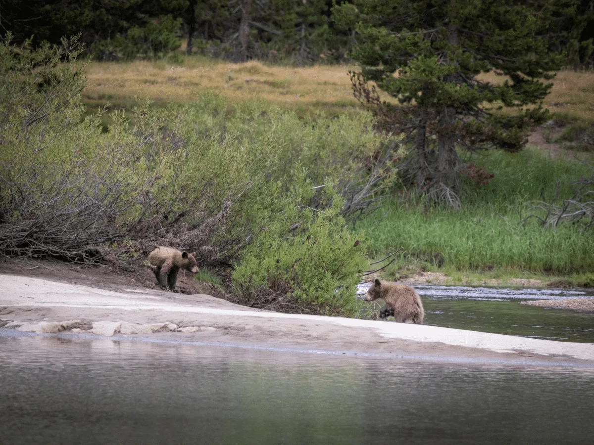 Tuolumne Meadows female bear and cubs. Credit: Irene Reti