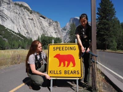 Urgent Season for Bear Cubs Safety Along Yosemite’s Tioga Road