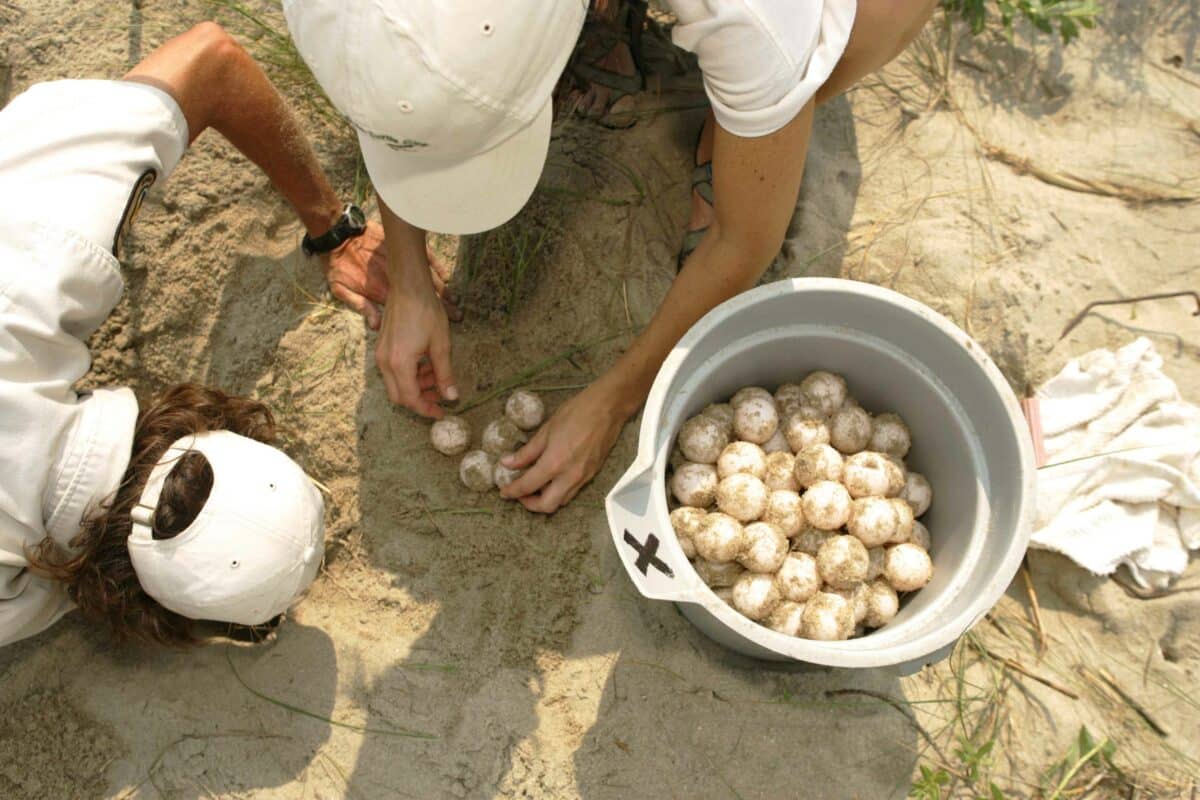 Turtle eggs nest biologists