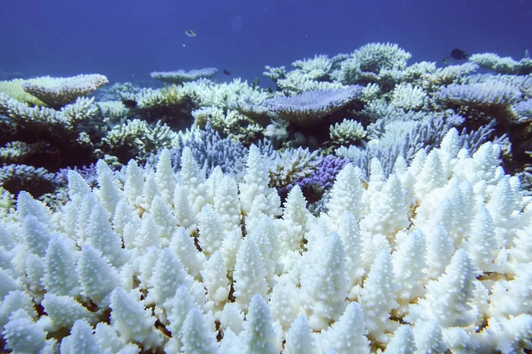 coral bleaching white marine 
