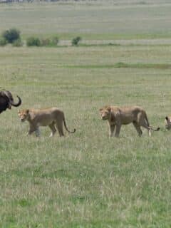 Buffalo lion pride attack