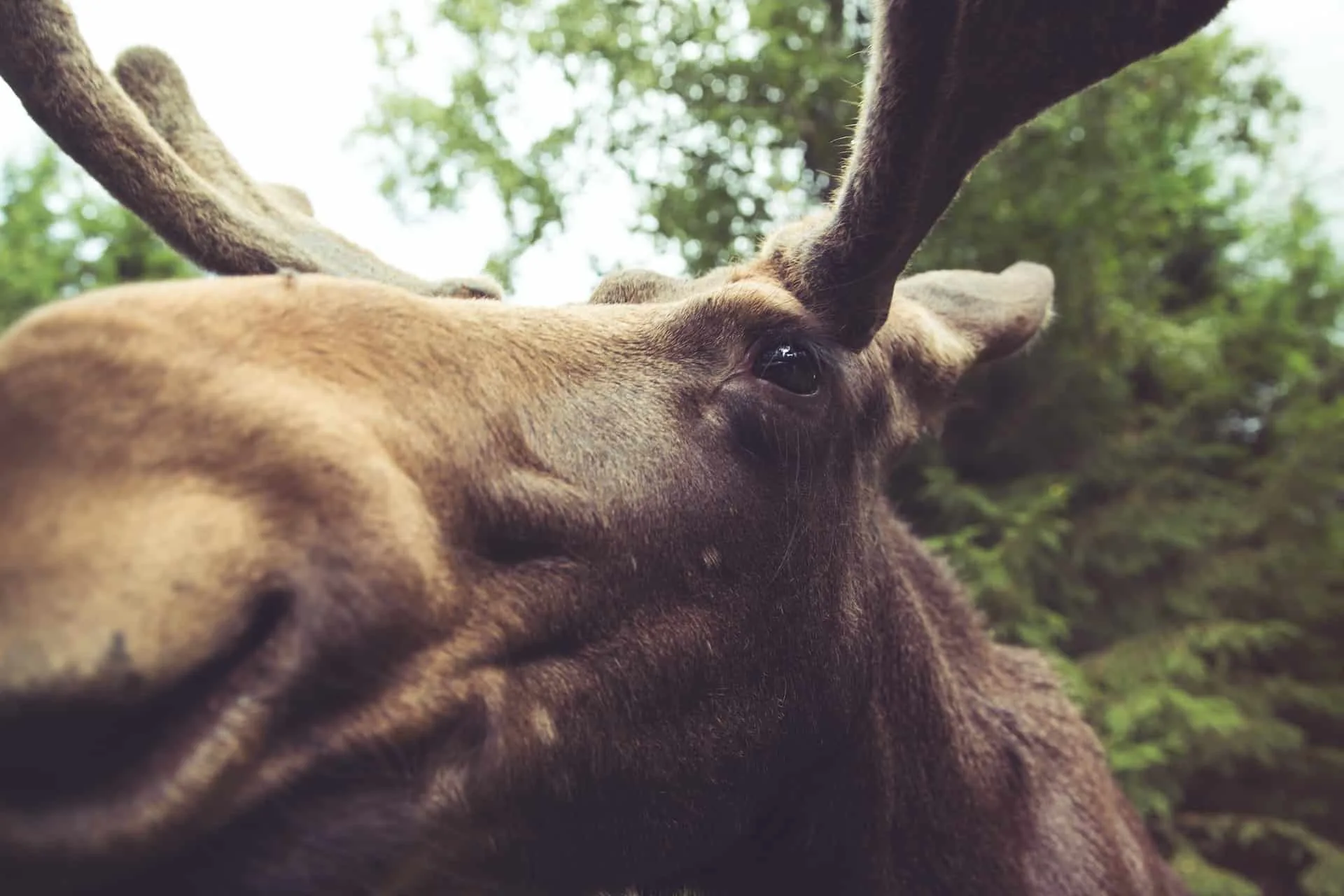 tiny dog prevents moose attack