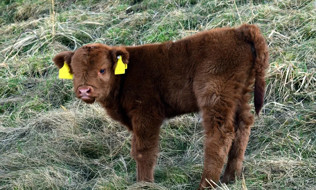 miniature cow