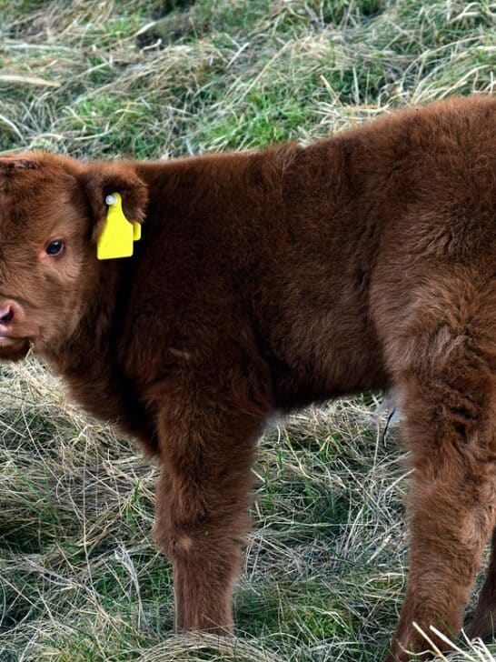 Why U.S. Ranchers Are Breeding Miniature Cows