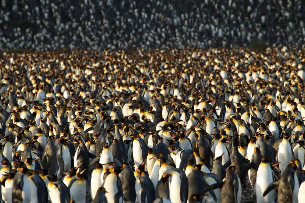Emperor Penguin Colony Antarctica