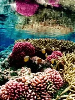 Coral reef vibrant colors