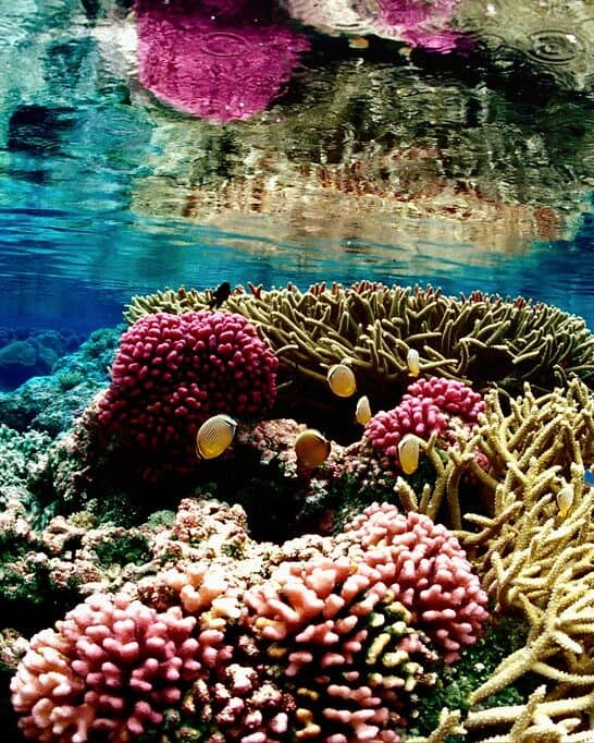 How Scientists’ Extreme Efforts Are Reviving the World’s Coral Reefs