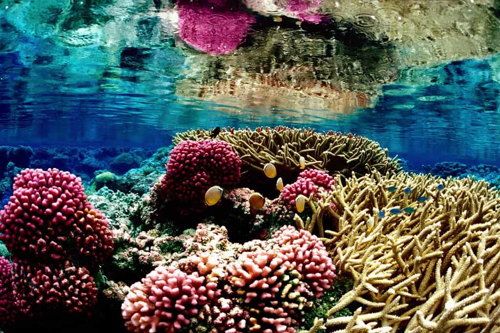 Coral reef vibrant colors 