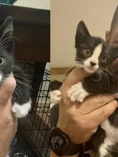 Kitten with her rescuer after being saved from a storm drain