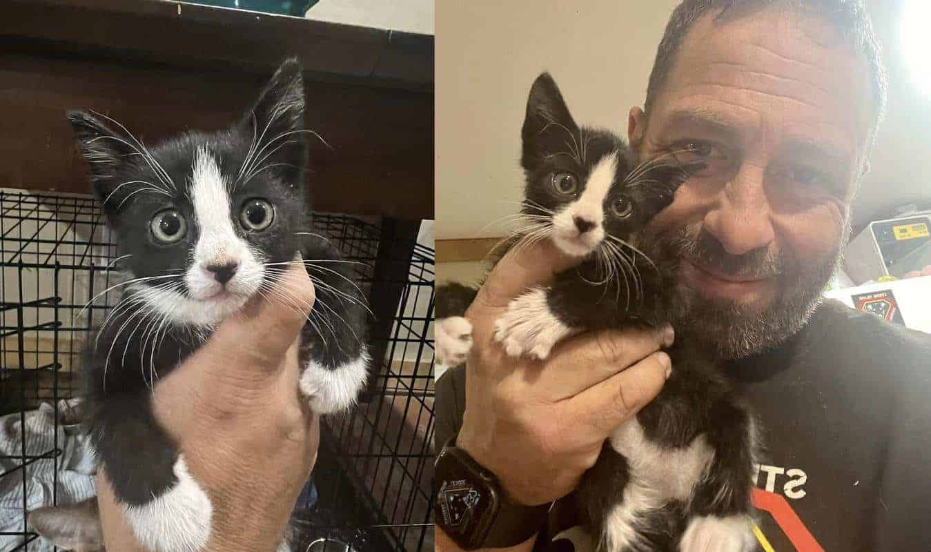 Kitten with her rescuer after being saved from a storm drain