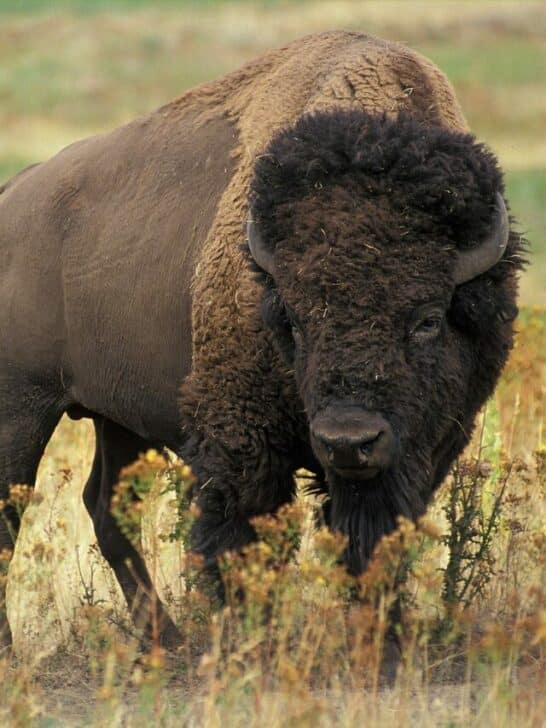 The Great American Bison: An Iconic Species Making a Comeback