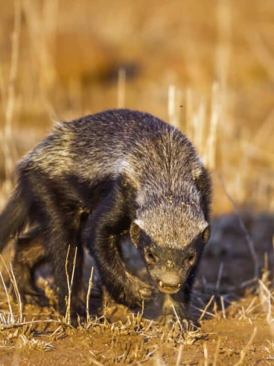 Single Honey Badger Defeats Trio of Leopards At the Same Time