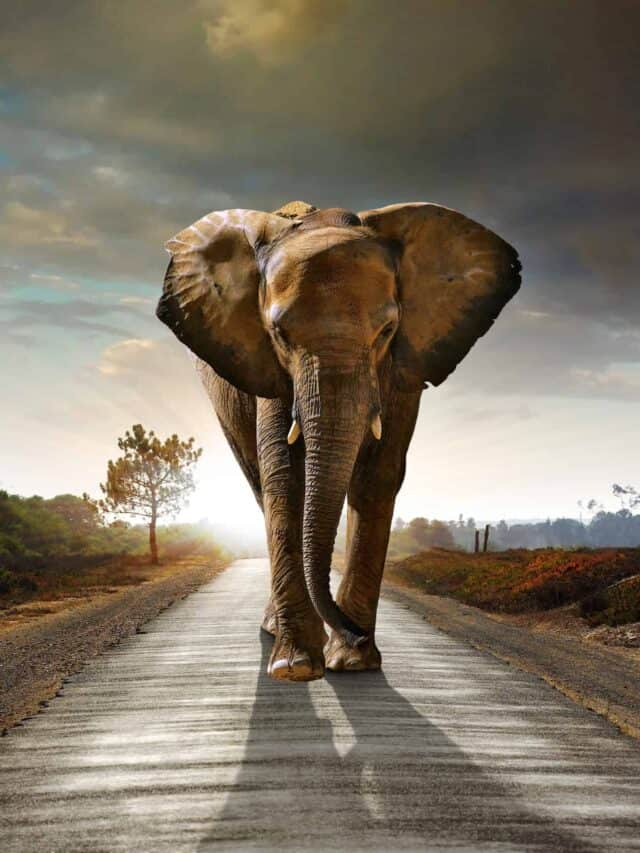 Elephant Picks Up Truck Full Of Tourists