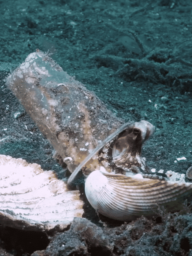 Octopus Trades Plastic Cup for a Sea Shell