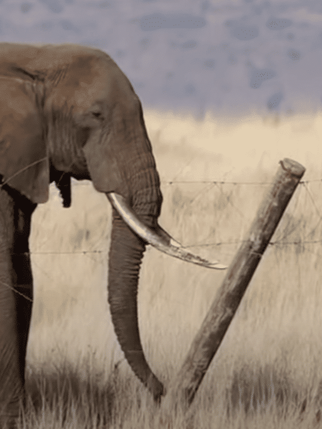 elephant destroys electric fence