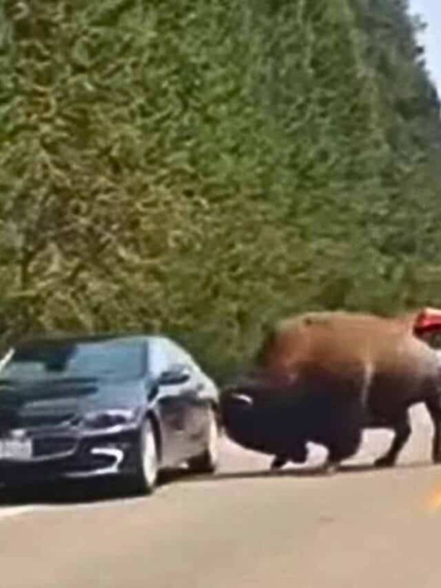 黄石国家公园野牛用头撞击汽车 - Animals Around The Globe