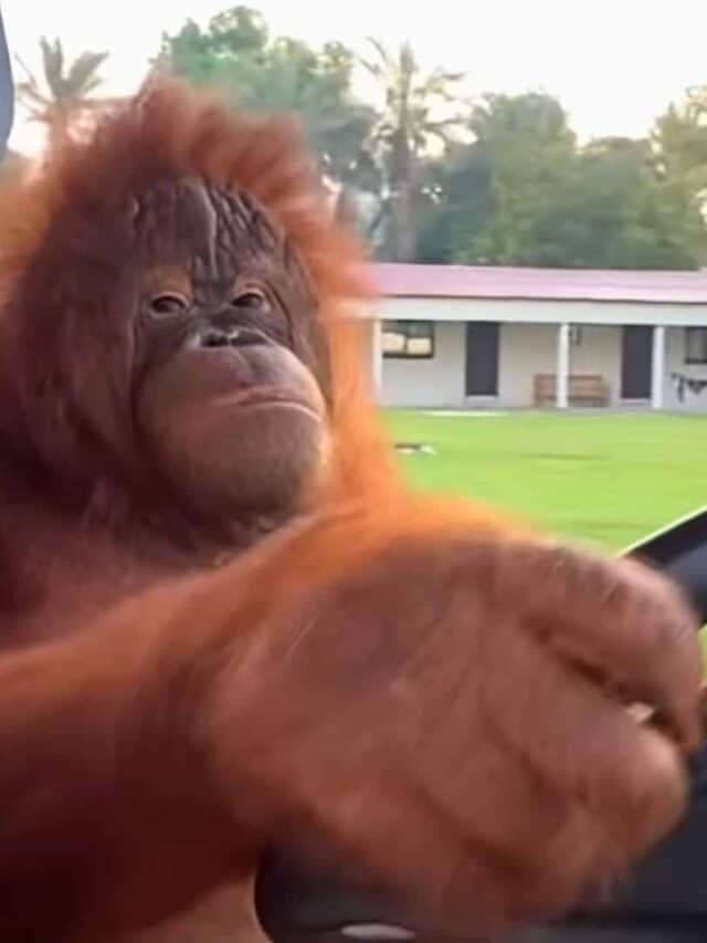 Orangutang Driving