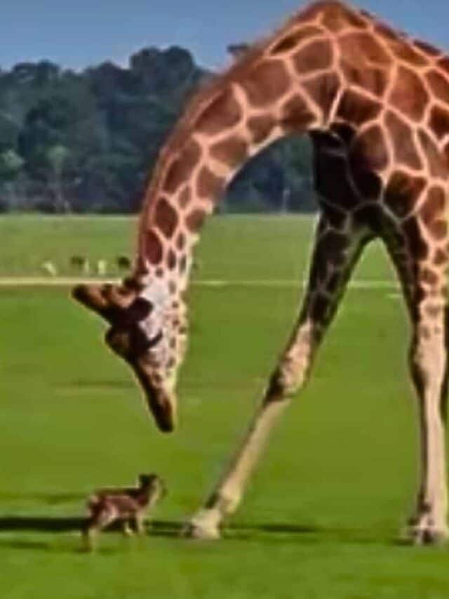 Giraffe Inspects Baby Deer