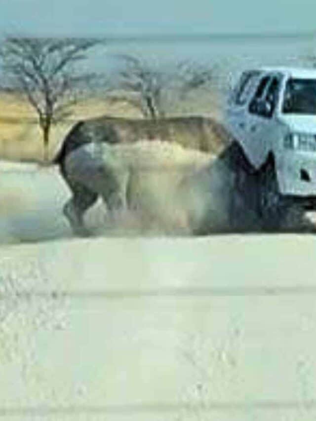 Rhino Attacks Car