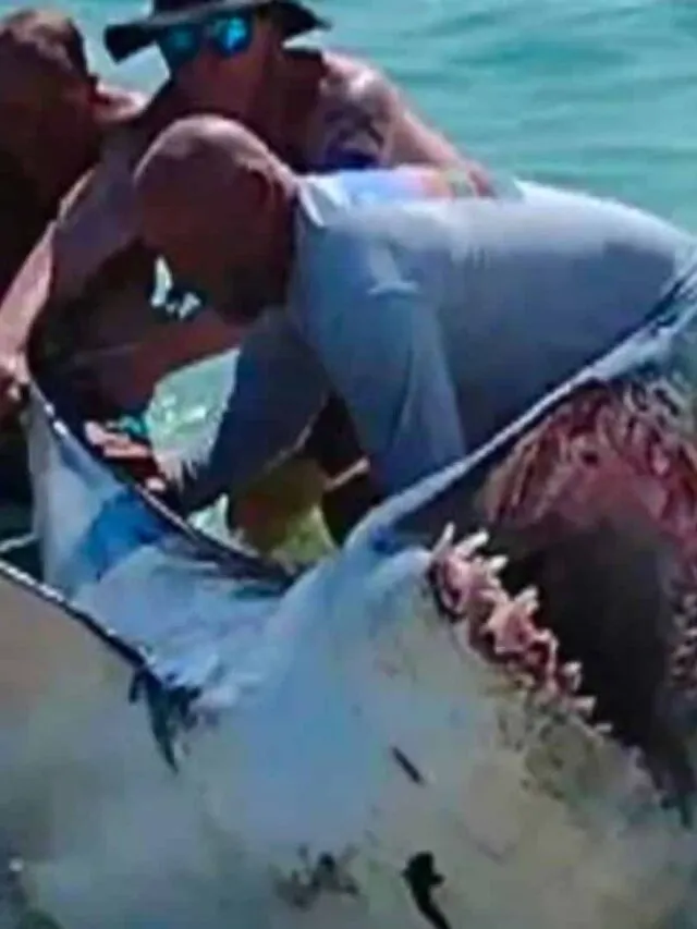 Florida Beachgoers Rescues Stranded Shark