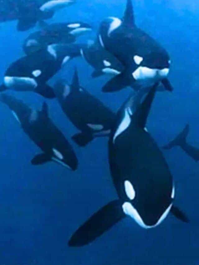 Man goes diving with 50 Orcas