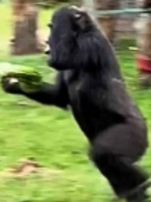 Gorillas Run for Shelter