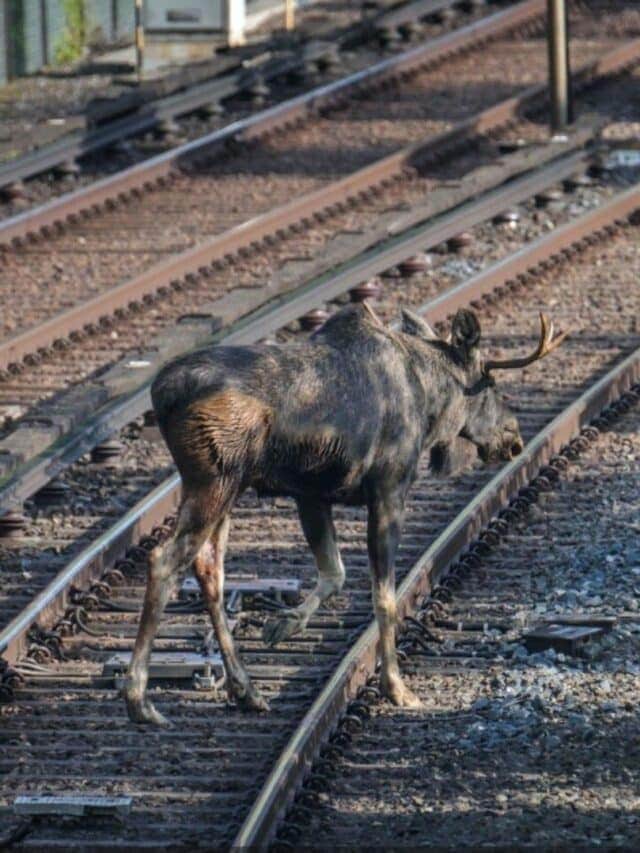 Moose Runs Wild at Train Station