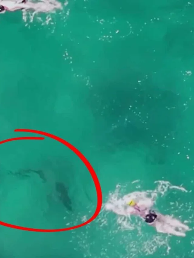 WATCH: Shark Silently Approaches Unaware Swimmers