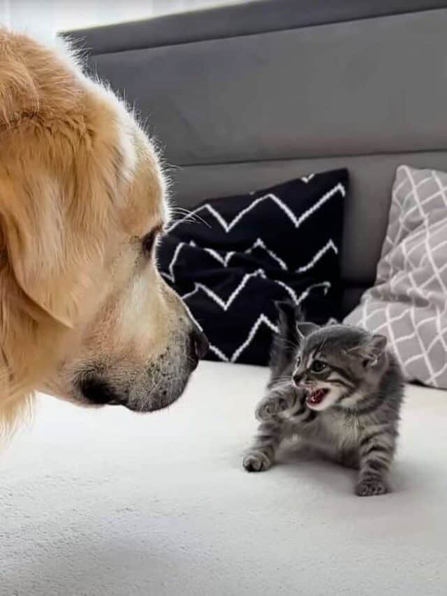 golden retriever meets kitten