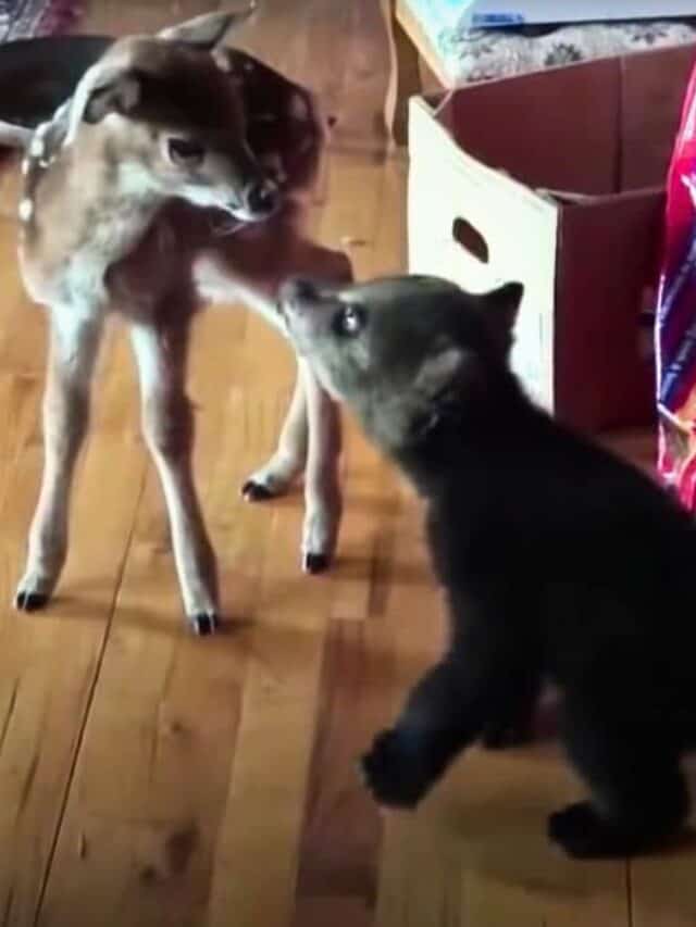 baby bear inspects baby deer