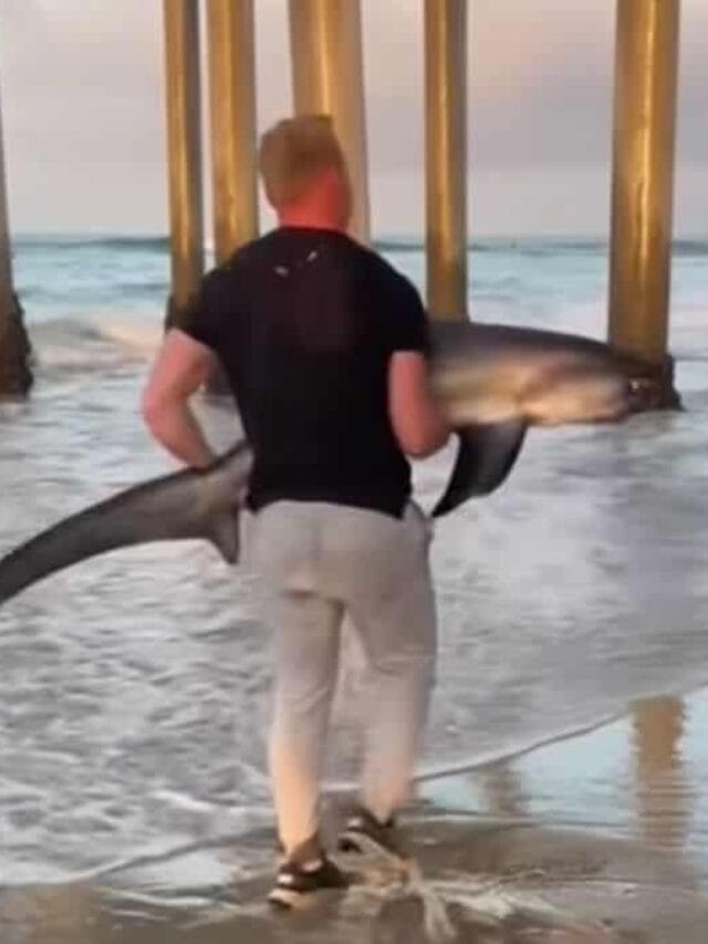 man saves endangered shark