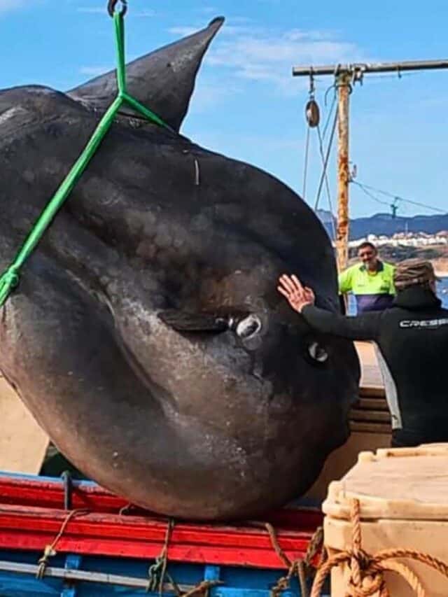 4000-pound fish discovered in spain