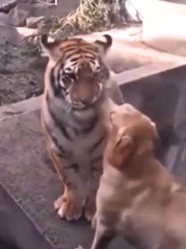 dog stops fight between tiger and lion