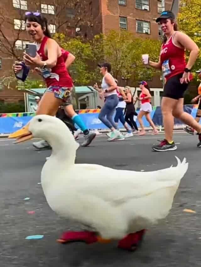 duck runs marathon