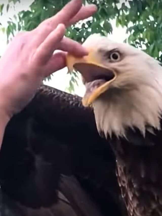 woman rescues bald eagle