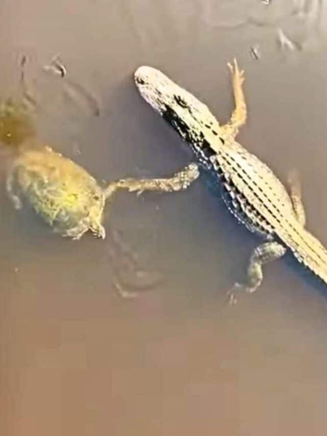 turtle highfives alligator