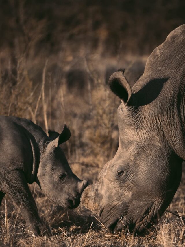 baby rhino protects mum