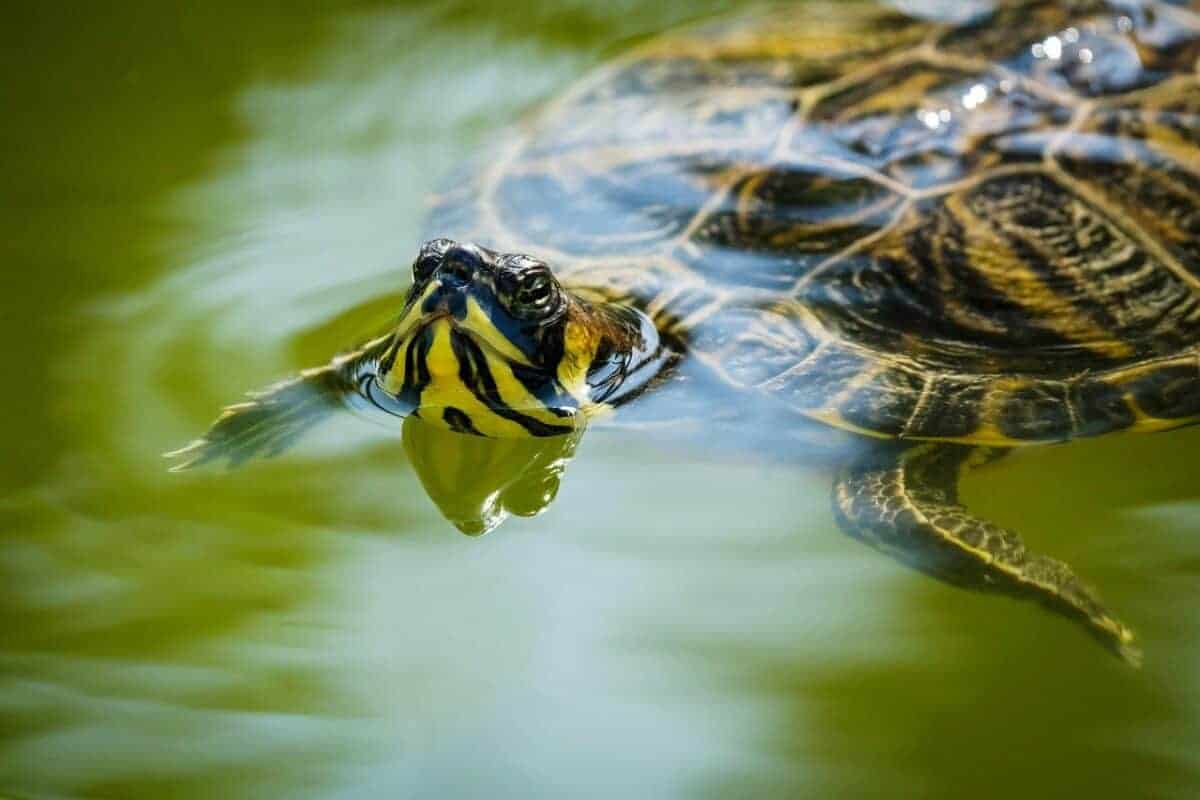 turtle swimming 