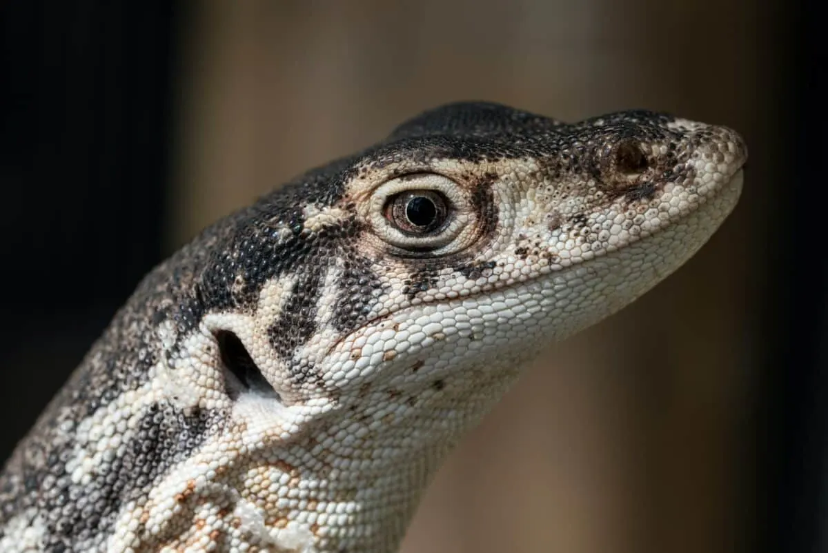 monitor lizard