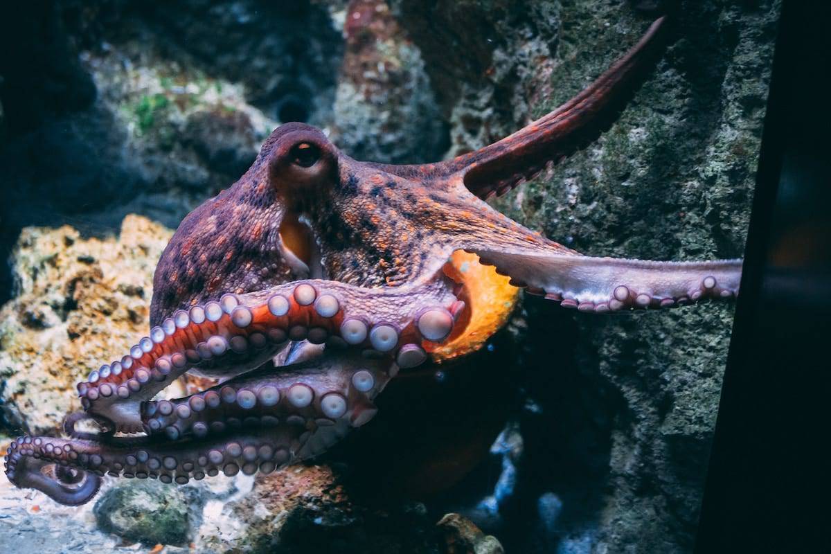 octopus trades cup for shell