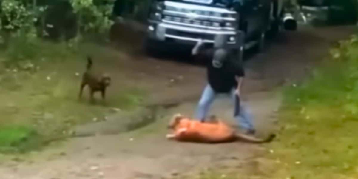 Dog Owner Attacks Mountain Lion