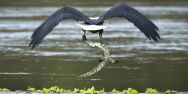 WATCH Eagle Snatches Nile Crocodile And Flies Away With It