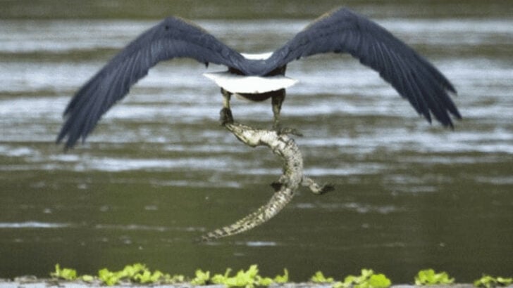Eagle Snatches Crocodile Caught on Camera