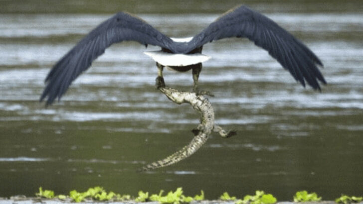 Bold Eagle Steals Baby Crocodile Right Under Mom&rsquo;s Nose
